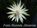 Epiphyllum phyllanthus